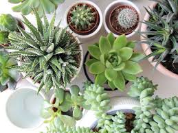Desde ciber cactus resuelven una de las dudas que todo amante de las suculentas se ha planteado. Este Truquito Te Ayudara A Saber Si Tu Suculenta Es De Interior O Exterior Succulent Avenue