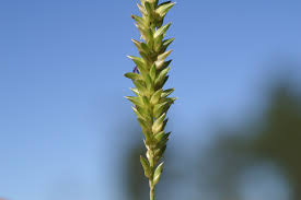 Image result for Panicum hymeniochilum