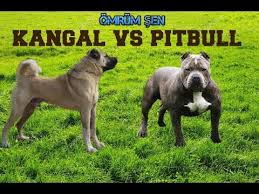 Kangal Vs Pitbull Kavgasi Kangal Kazandi Youtube