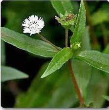 Image result for Eclipta prostrata