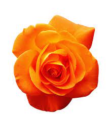 Free Image On Pixabay Rose Orange Blossom Bloom Flower Rose Images Flower Art Beautiful Flowers Images