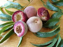 Dwarf Indian Peach - PlantNet® Australia