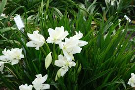 Image result for Crinum stuhlmannii