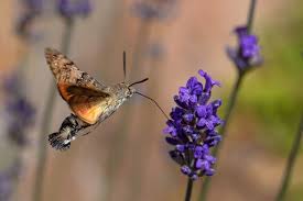Fotos Fotografie Bilder Fotografieren Lernen Taubenschwanzchen Bunte Vogel Libellen