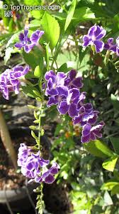 Image result for Duranta erecta