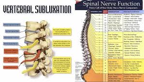 Spine Nerve Diagram Wiring Diagrams