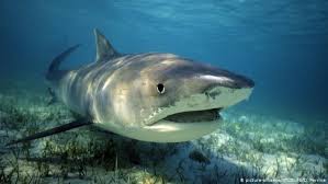 Maybe you would like to learn more about one of these? Tiger Sharks Feast On Songbirds Study Shows Science In Depth Reporting On Science And Technology Dw 21 05 2019