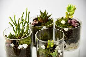 Yang ke tujuh adalah dari jenis kaktus. 7 Alasan Kenapa Punya Terrarium Bisa Bikin Kamu Tambah Bahagia