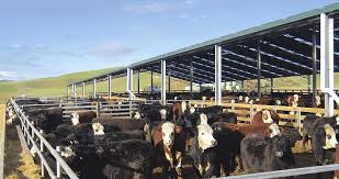 It certainly wasn't a hamburger joint, but eateries soon embraced what you'll find: Dairy Shed Barn Systems Dairy Technology Dairy Barn Systems