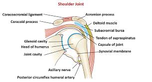 The bones of the pectoral girdle (clavicle and scapula) provide increased mobility to the. What Are The Various Joints In Shoulder And Their Functions