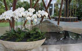 Sacred Grove Garden Singapore Garden Plant Design Sacred Groves