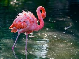 The happy, perky nature of man's. 585 Cute And Funny Flamingo Names Animal Hype