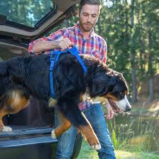 Explore Harness Padded Harness Rogz