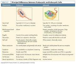 Eukaryotic Vs Prokaryotic Worksheets Eukaryotic Cell Prokaryotes Prokaryotes Vs Eukaryotes