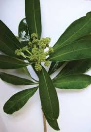 Apocynaceae kingdom divisio class ordo family genus documents similar to alstonia scholaris. Alstonia Scholaris Mdedge Dermatology