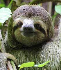 Three Toed Sloth So Cute Smiling Sloth Cute Sloth Cute Sloth Pictures
