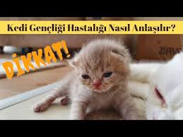 Kedi Genclik Hastaligi Nedir Tehlikeli Kedi Hastaliklari