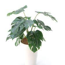 光触媒造花 フェイクグリーン 人工 観葉植物 専門メーカーによる直販店 造花ドットコム 人工観葉植物 モンステラ 造花