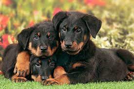 Beauceron Puppies For Sale Dog Bazar Chien Beauceron Chien Animaux