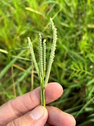 Image result for Paspalum scrobiculatum