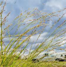 Image result for Eragrostis humidicola