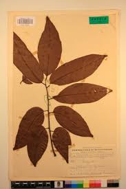 Image result for Pseudospondias microcarpa