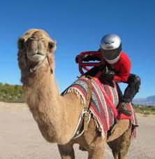 The fur or coat on a camel can reflect the sun and insulate the animal from the heat radiated from the desert environment. Happy Hump Day Rider Quotes Motorcycle Memes Cool Motorcycles