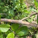 Image result for Crossopteryx