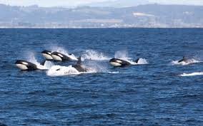 Der schwertwal (orcinus orca) auch killerwal genannt, ist in den polaren gewässern zu hause und das größte mitglied in der familie der delfine. Junior Tierlexikon Fur Kinder Tiere Von A Bis Z Junior Die Kinderzeitschrift