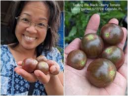 Gulf Rose Plum Taste and Business Opportunities