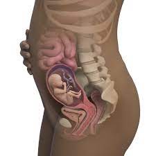 She said measurements were all perfect for 20 weeks on the dot. 20 Weeks Pregnant Symptoms Belly Pictures More Babycenter