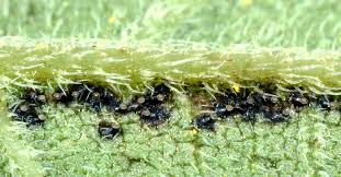 アワダチソウグンバイ 農業害虫や病害の防除 農薬情報 病害虫 雑草の情報基地 全国農村教育協会