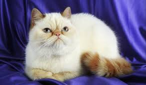 Extreme exotics have a flatter face. Exotic Shorthair Cat Breed Information
