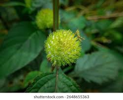 Image result for Hyptis