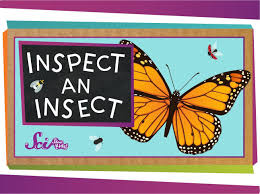 Inspect An Insect Insects Theme Preschool Insects Preschool Insect Unit