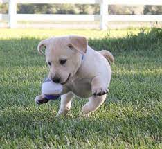 Dogs for sale, puppies for sale in united states, iowa, iowa city. Family Raised Akc Labrador Retriever Puppies Available Now For Sale In Sioux City Iowa Classified Americanlisted Com