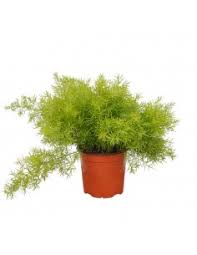 Image result for Asparagus buchananii