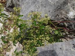 Image result for Triainolepis sancta