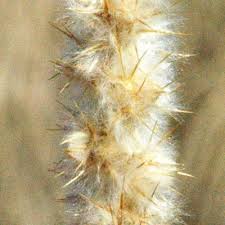 Image result for Kyphocarpa angustifolia