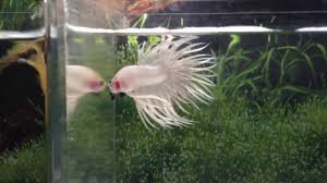 They might send you a black dragon king crown betta fish, or a normal betta fish. Platinum King Crowntail Betta For Sale Youtube