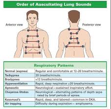 Auscultation Fields Nremt Paramedic Nursing School Survival Nursing School Studying Lung Sounds