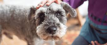 Maybe you would like to learn more about one of these? Treating And Managing Diabetes Mellitus In Dogs