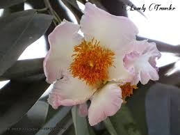 This article provides lists of famous and notable bengali people in the indian subcontinent, mainly what is today bangladesh and india, and people with bengali ancestry or people who speak bengali as. Nagesshor Ful à¦¨ à¦— à¦¶ à¦¬à¦° à¦« à¦² Mesua Ferrea Plants Botanical Aesthetic Girl