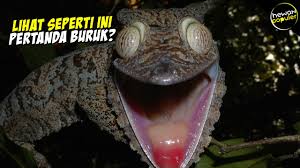 Maybe you would like to learn more about one of these? Hewan Ini Muncul Pertanda Ada Hantu Inilah Mitos Tokek Yg Terkenal Sejak Zaman Nenek Moyang Youtube