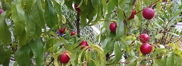 Fruit trees and vines for tropical areas many tropical fruit trees grow very large making them difficult to fit into small backyards, a common sight in northern australia is one large mango tree completely filling a small backyard. Growing Peaches Nectarines Sustainable Gardening Australia