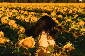 Sunflower fields sunflowers vineyard sunset outdoor outdoors vine yard vineyard vines sunsets. 8 Best Sunflower Fields In California Inc Locations A Charming Escape