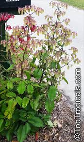 Image result for Kalanchoe pinnata