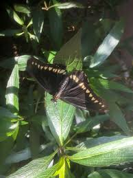 Palmetto Swallowtail