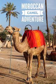 Or at least on the back of a camel on a seat, shared with my boyfriend. Pin On Marrakech Morocco