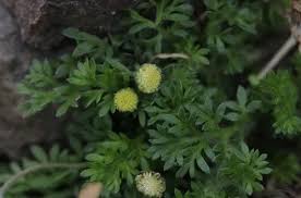Image result for Cotula australis